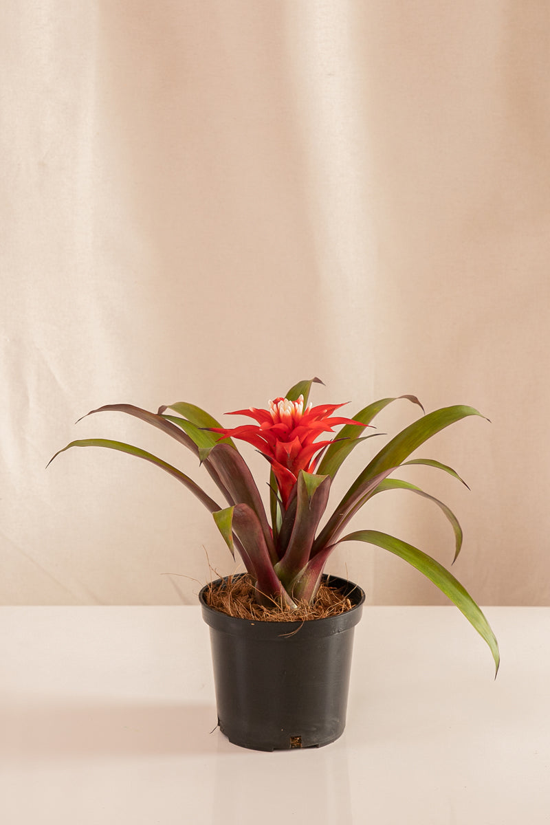 Guzmania Suni