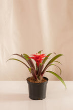 Guzmania Suni