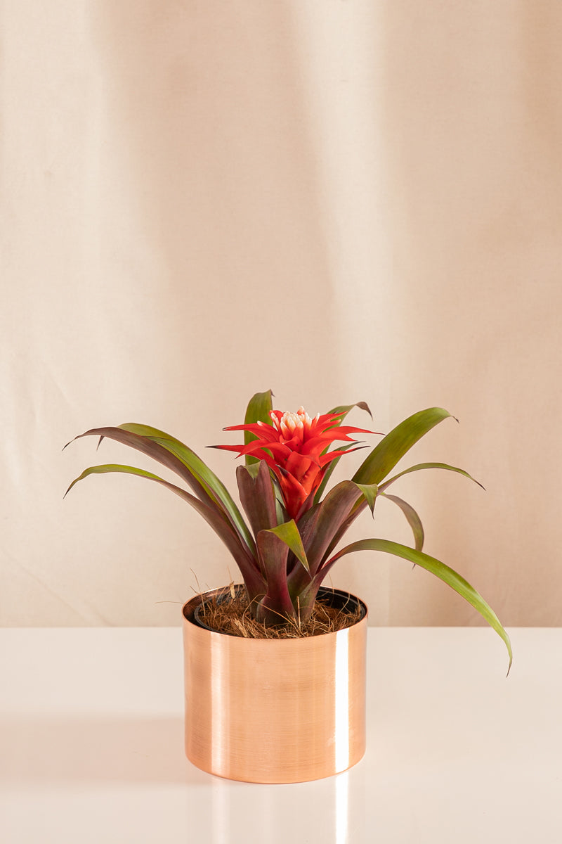Guzmania Suni