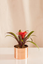 Guzmania Suni