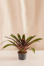 Guzmania Torch