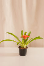 Guzmania Tulemani