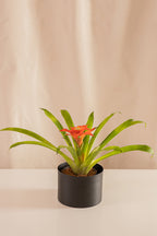 Guzmania Tulemani