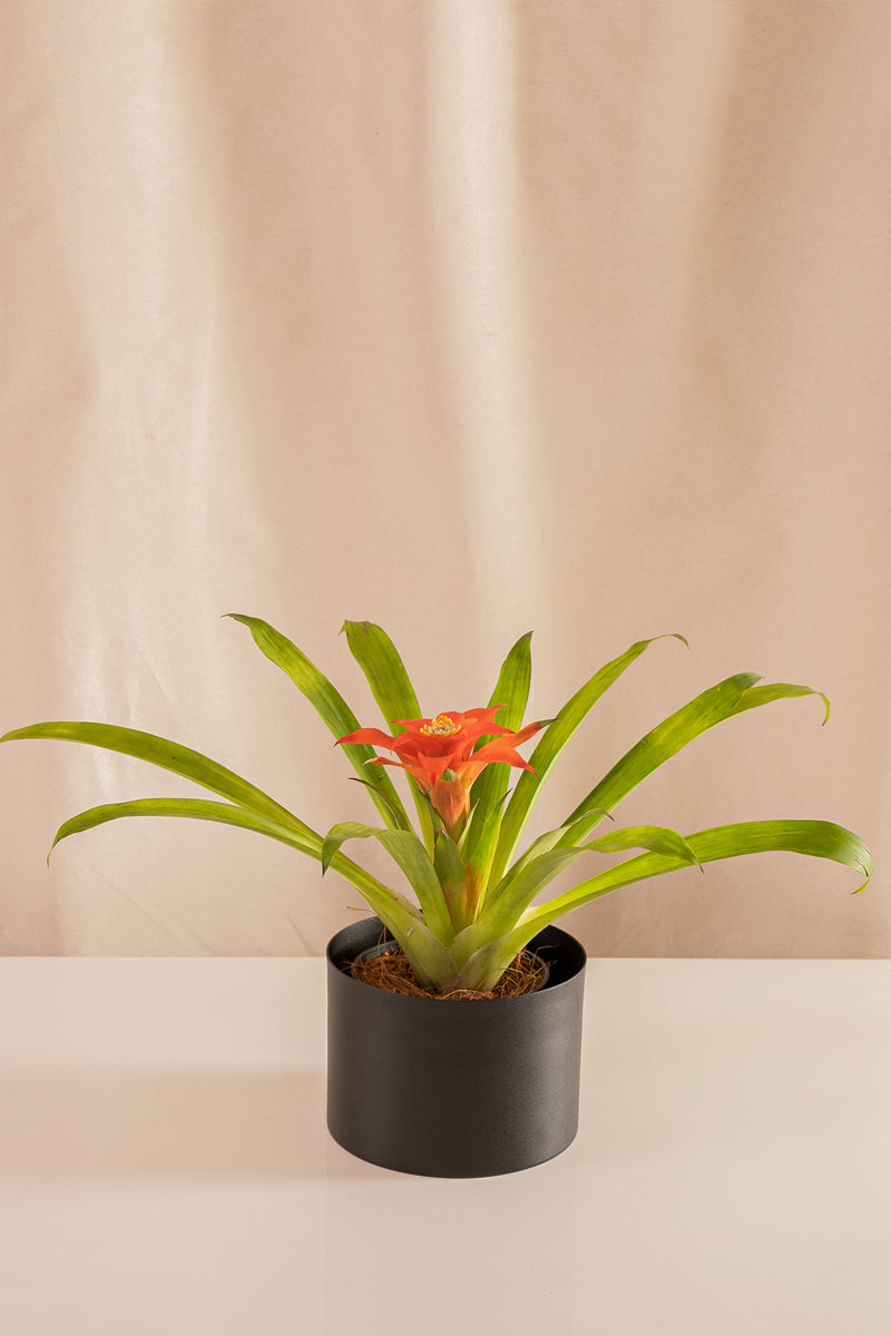 Guzmania Tulemani