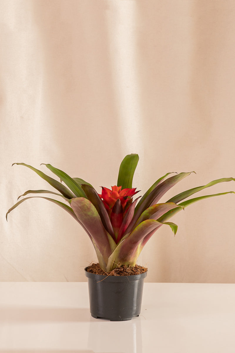 Guzmania Wendy