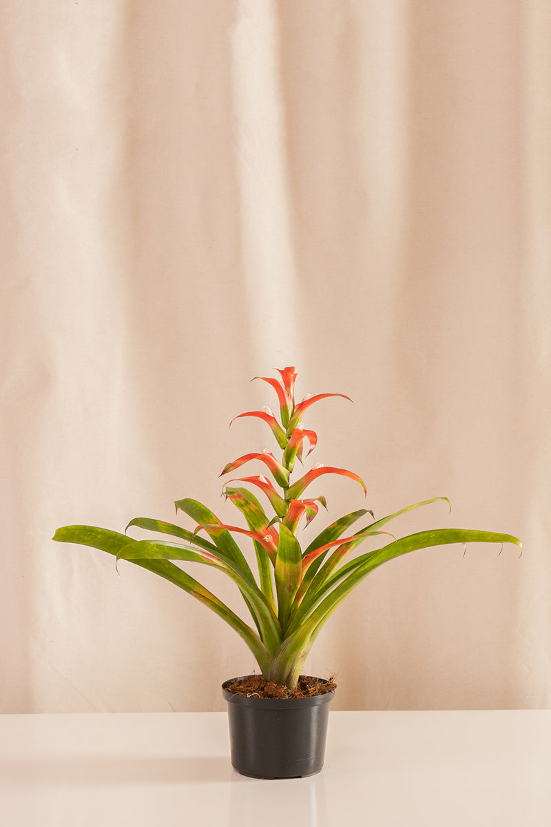 Guzmania Wittmackii