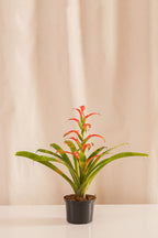 Guzmania Wittmackii