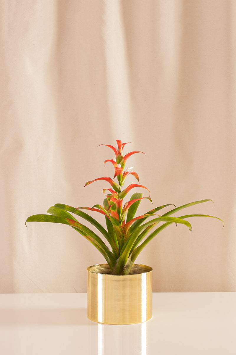 Guzmania Wittmackii