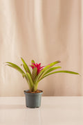 Guzmania Zumba