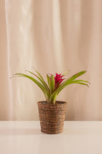 Guzmania Zumba