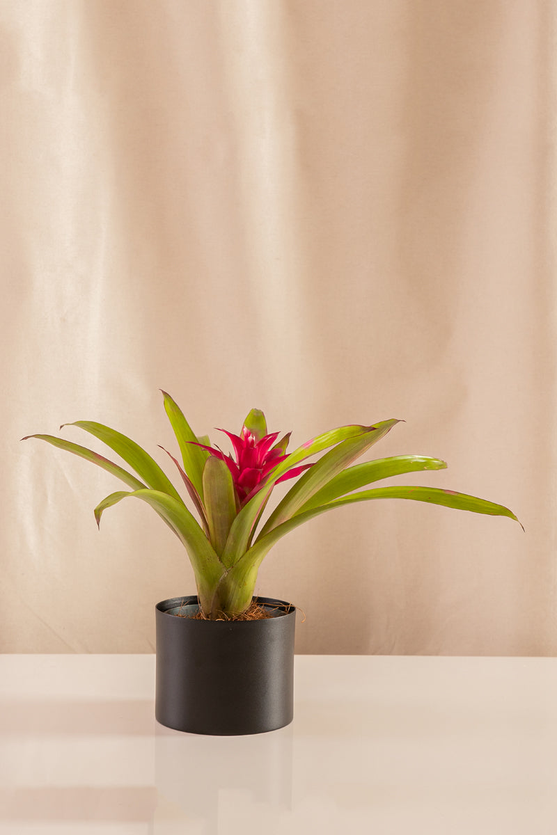 Guzmania Zumba