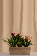 Combo 3 Bromelias + Jardinera de Concreto con Acabado de Barro - Casa Flora Vivarium