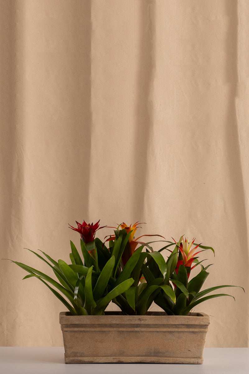 Combo 3 Bromelias + Jardinera de Concreto con Acabado de Barro - Casa Flora Vivarium