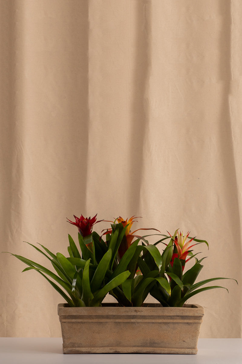 Jardinera Grande de Concreto con Acabado de Barro