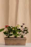 Combo 3 Anturios Martillados + Jardinera de Concreto con Acabado de Barro - Casa Flora Vivarium