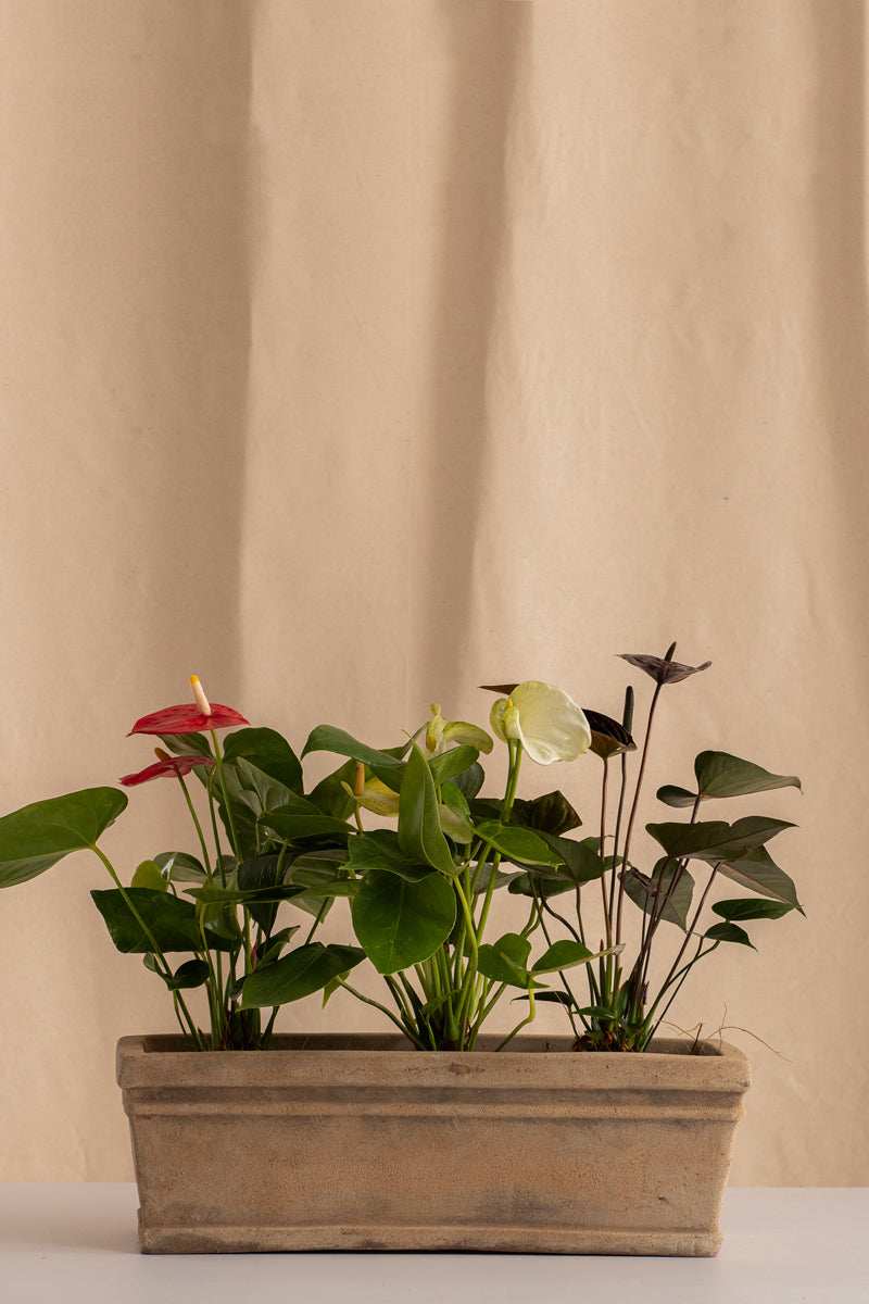 Combo 3 Anturios Martillados + Jardinera de Concreto con Acabado de Barro - Casa Flora Vivarium