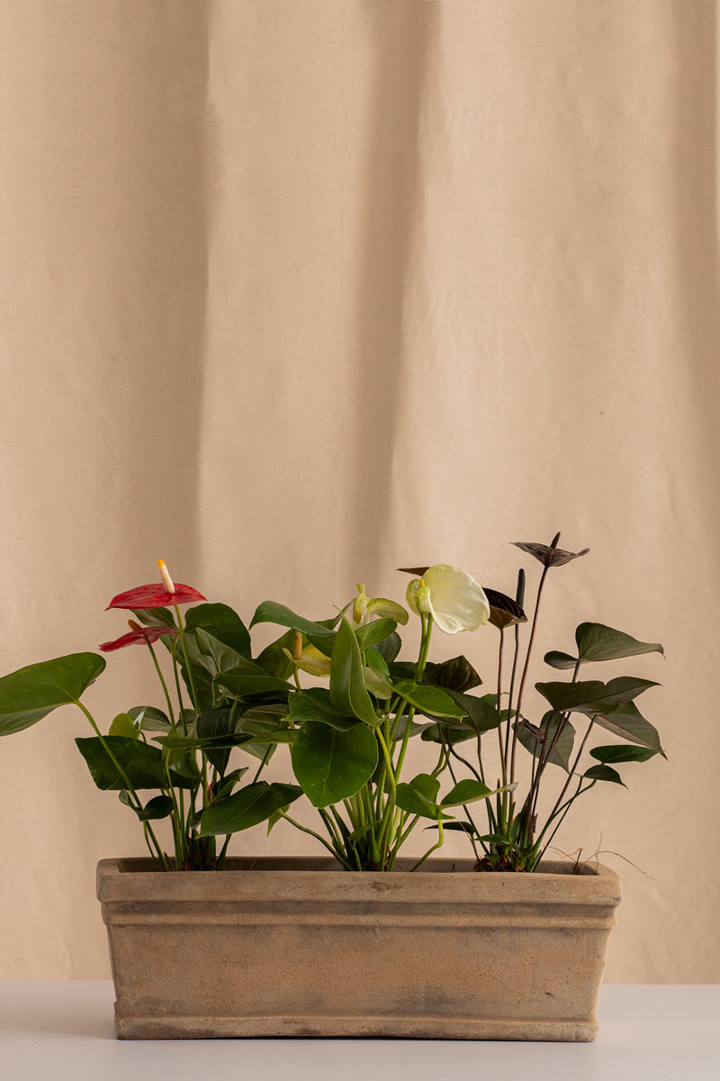 Jardinera Grande de Concreto con Acabado de Barro