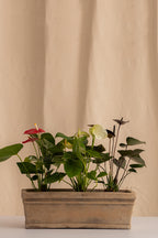 Jardinera Grande de Concreto con Acabado de Barro