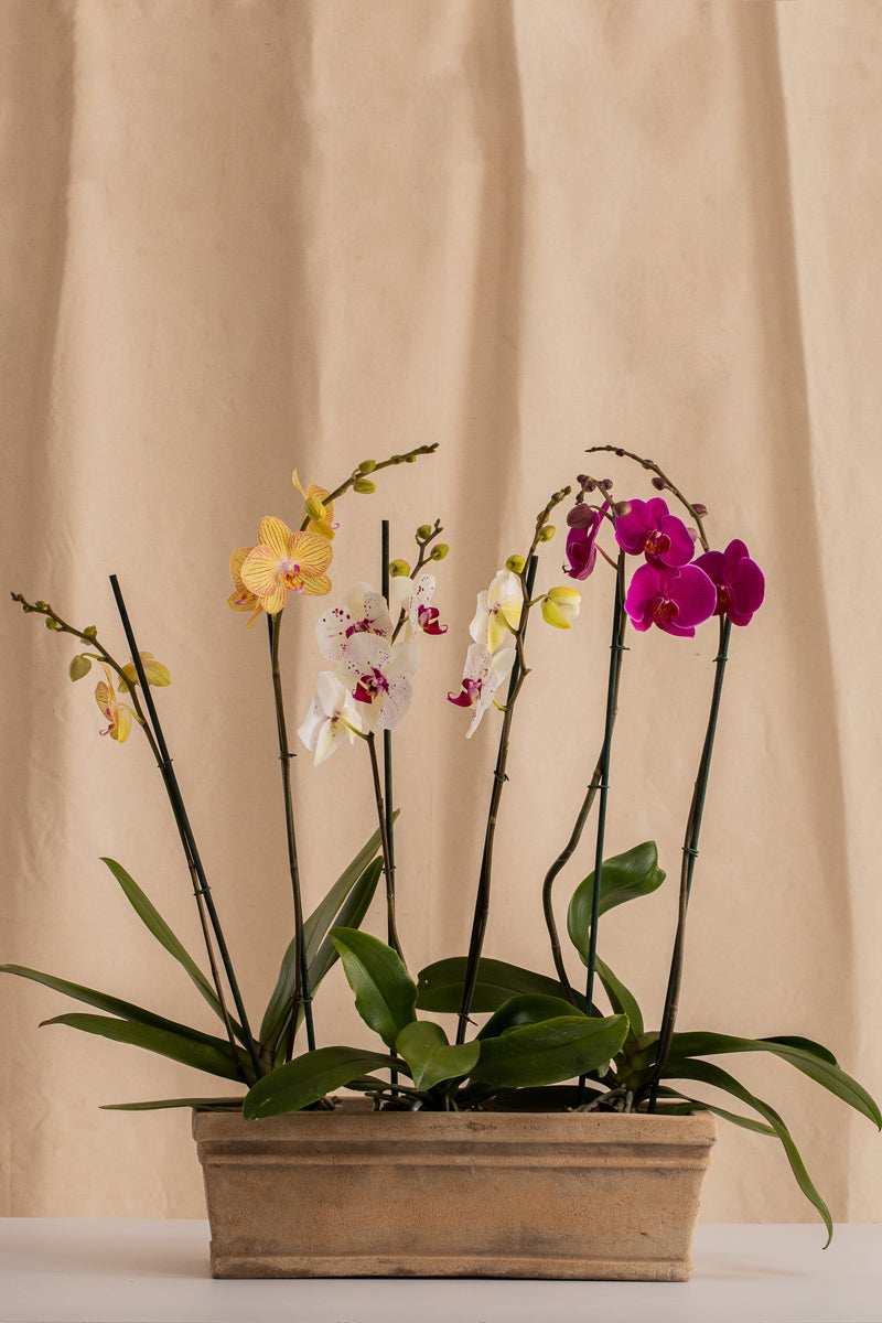 Combo 3 Phalaenopsis Grandes de 2 Tallos + Jardinera de Concreto con Acabado de Barro - Casa Flora Vivarium
