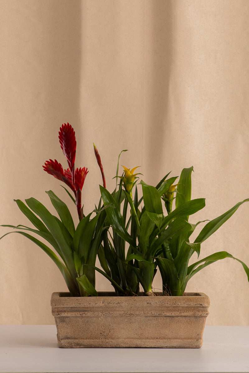 Combo 3 Mini Bromelias + Jardinera de Concreto con Acabado de Barro - Casa Flora Vivarium
