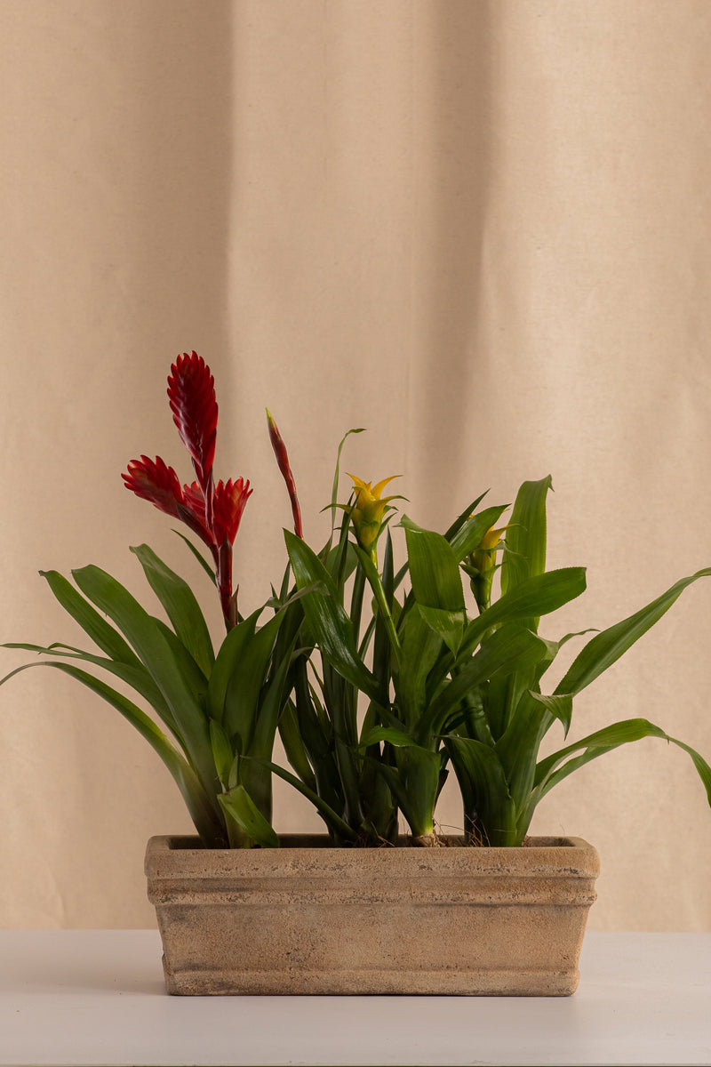 Jardinera Pequeña de Concreto con Acabado de Barro