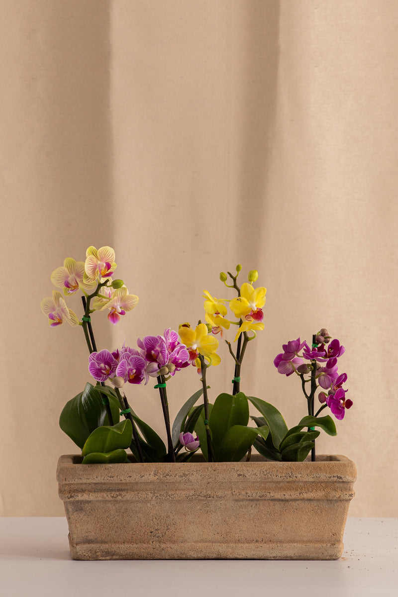 Combo 4 Mini Phalaenopsis + Jardinera Pequeña de Concreto con Acabado de Barro