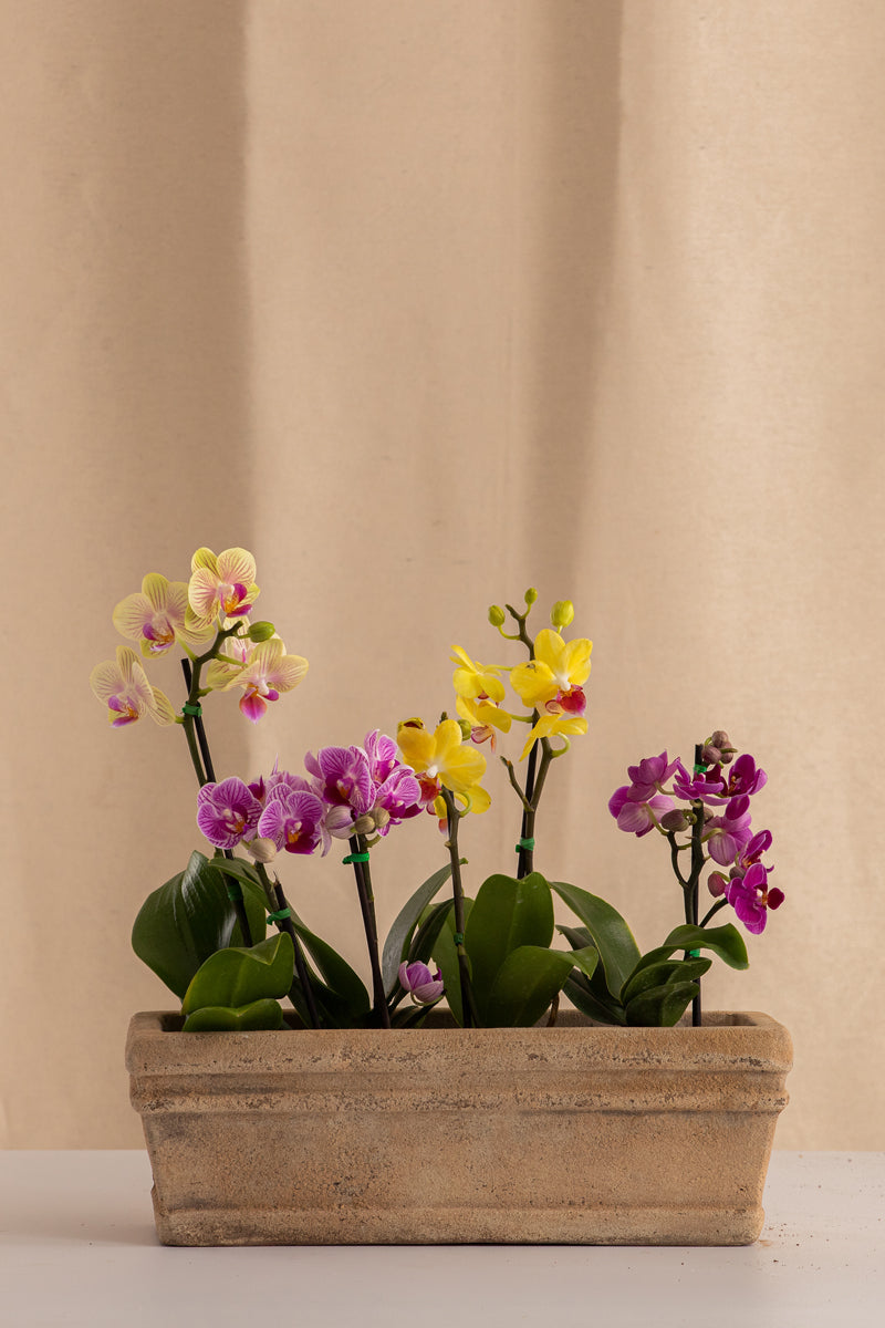 Combo 4 Mini Phalaenopsis + Jardinera de Concreto con Acabado de Barro