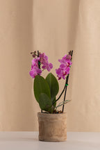 Matero Mini de Concreto con Acabado de Barro de 8cms de Diámetro