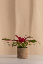 Matero Mini de Concreto con Acabado de Barro de 8cms de Diámetro