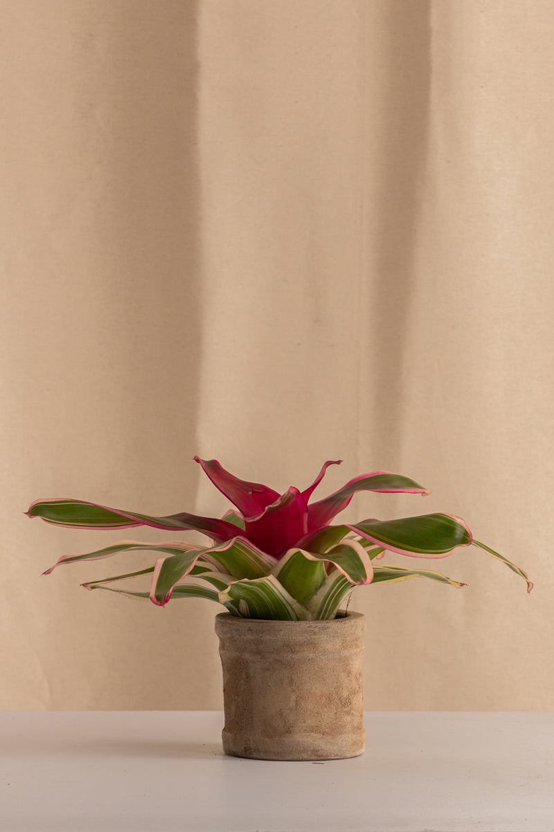 Matero Mini de Concreto con Acabado de Barro de 8cms de Diámetro