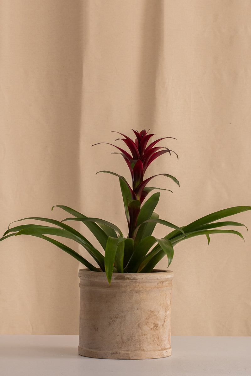 Matero de Concreto con Acabado de Barro de 19cms de Diámetro