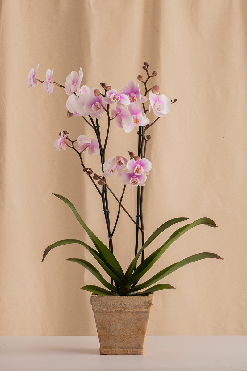 Matero Cuadrado de Concreto con Acabado de Barro 12cms de Diámetro