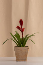 Matero Cuadrado de Concreto con Acabado de Barro 12cms de Diámetro