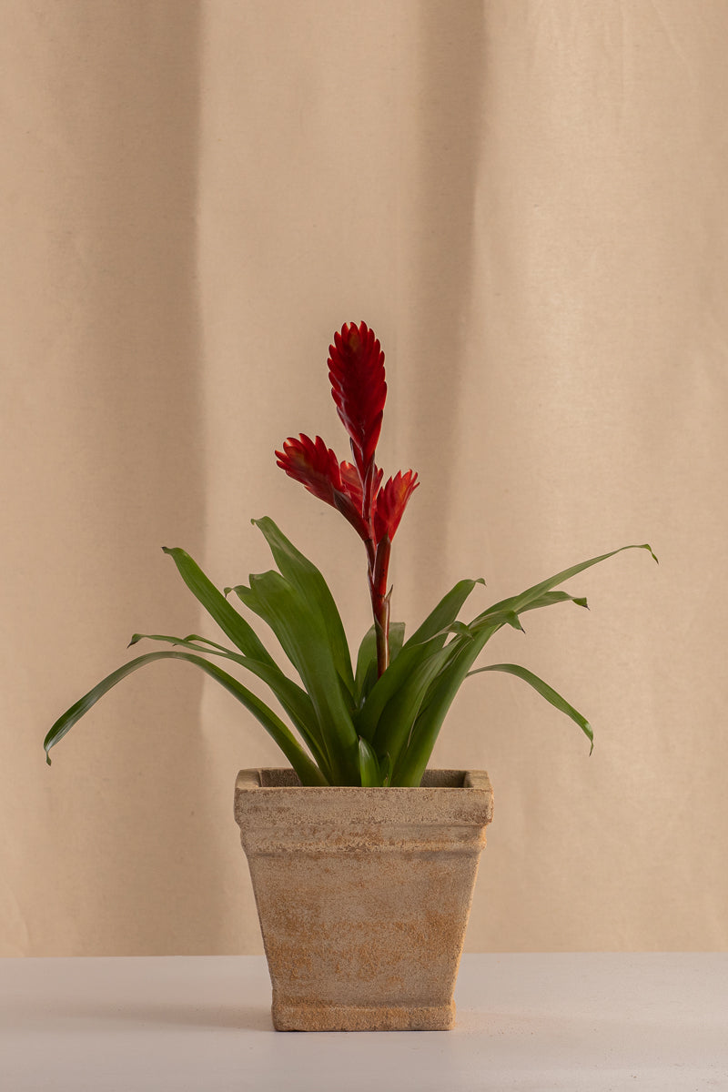 Matero Cuadrado de Concreto con Acabado de Barro 12cms de Diámetro