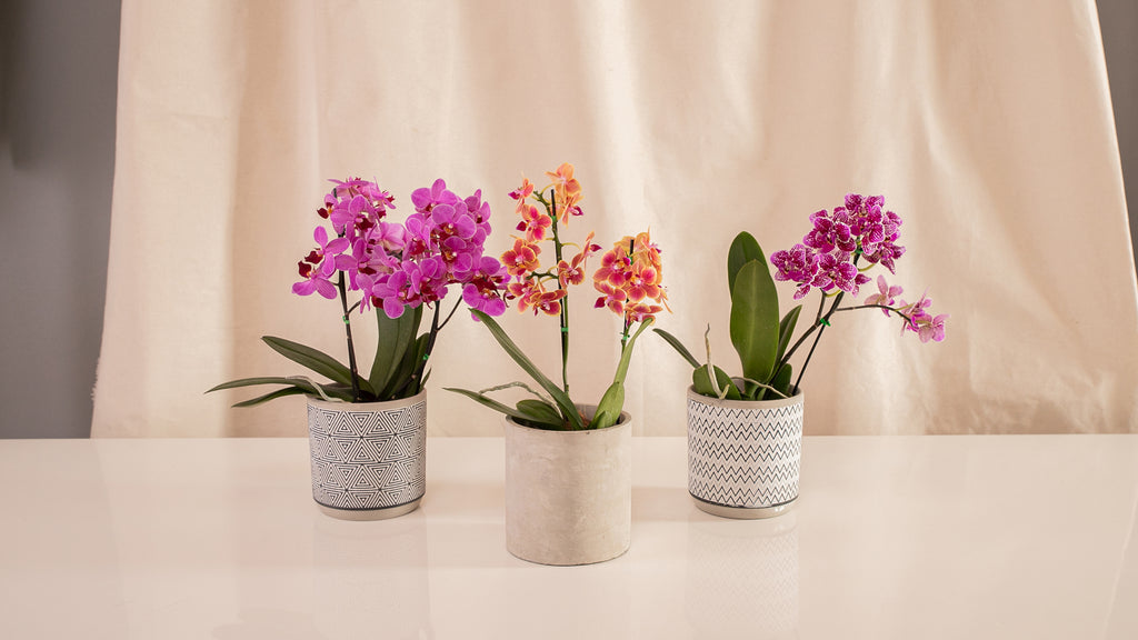 Fanático Casa Flora - Orquídeas