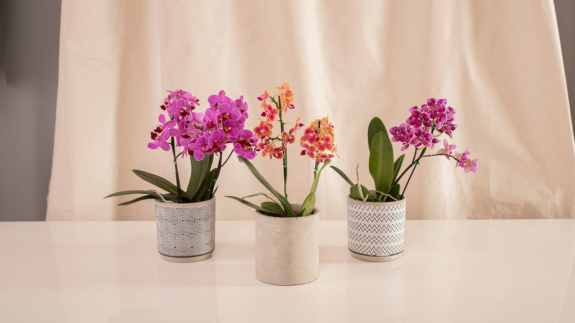 Fanático Casa Flora - Orquídeas