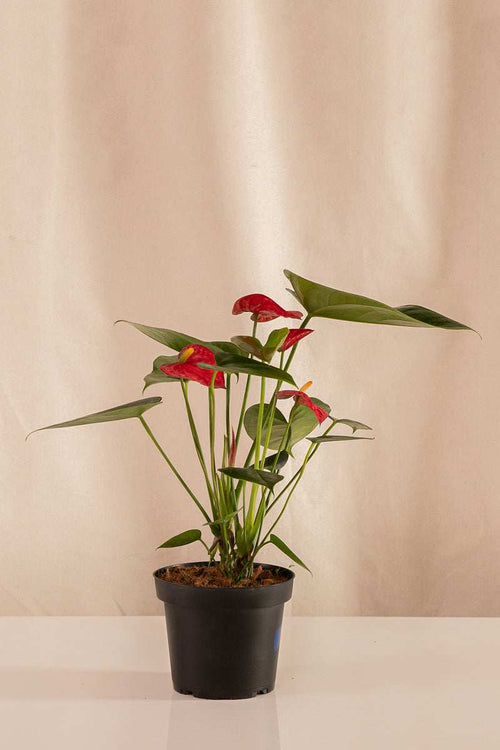 Anturio Martillado Rojo - Casa Flora Vivarium