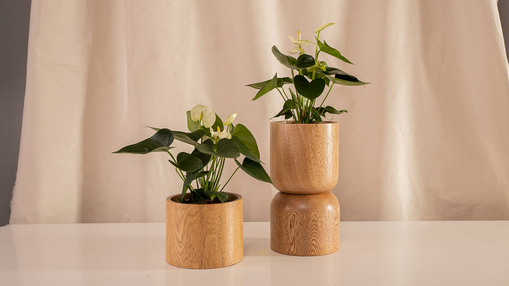 Fanático Casa Flora - Surtidas