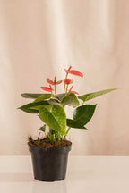 Anturio Martillado Rosado - Casa Flora Vivarium