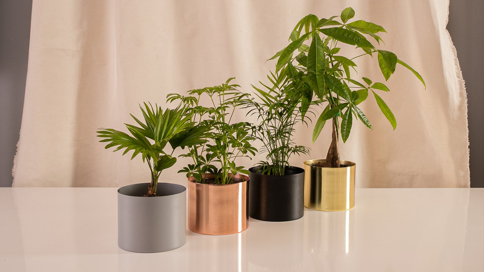 Fanático Casa Flora - Surtidas