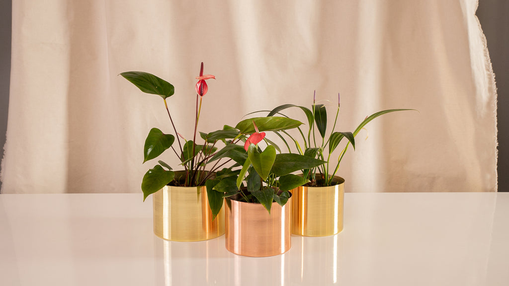 Fanático Casa Flora - Combo Sorpresa