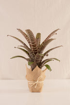 Vriesea Seideliana