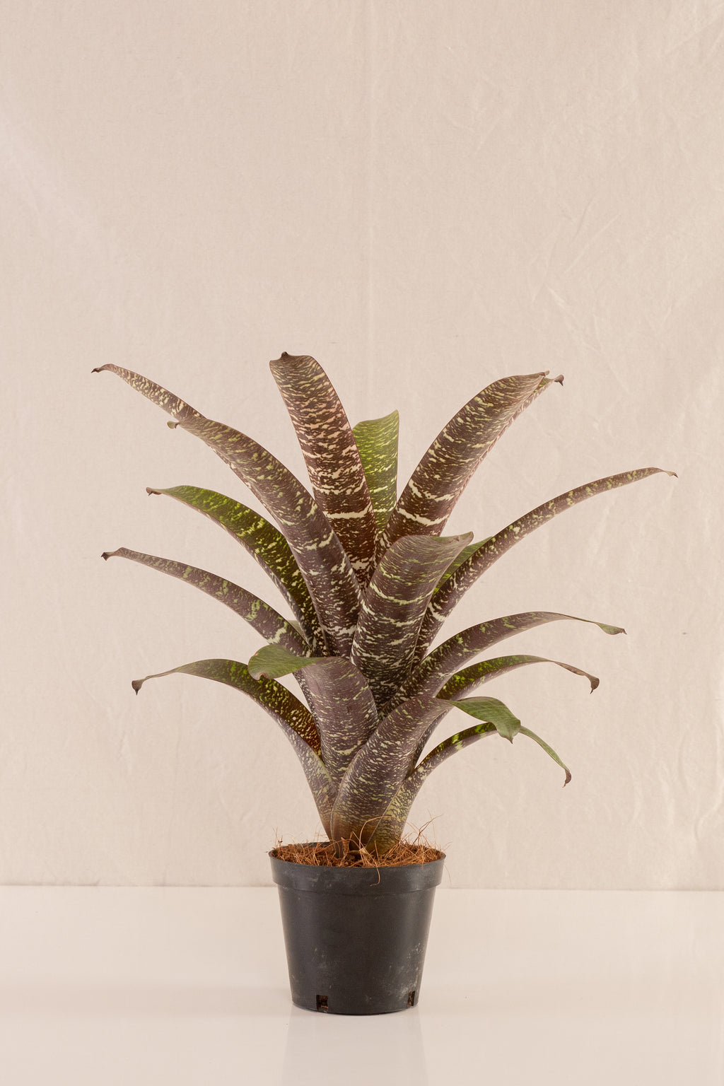Vriesea Seideliana
