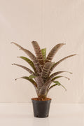 Vriesea Seideliana