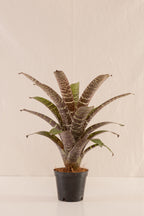 Vriesea Seideliana