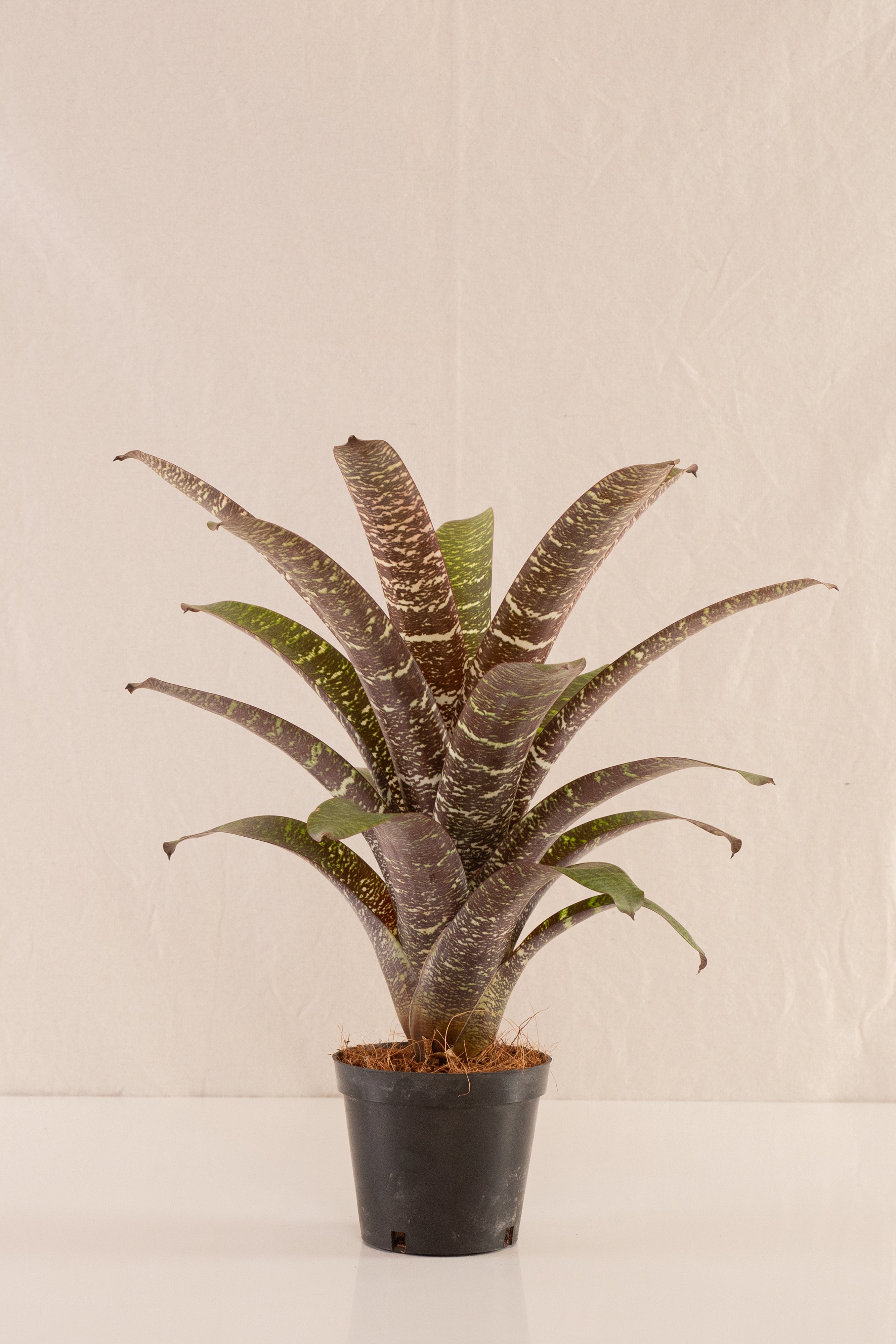 Vriesea Seideliana