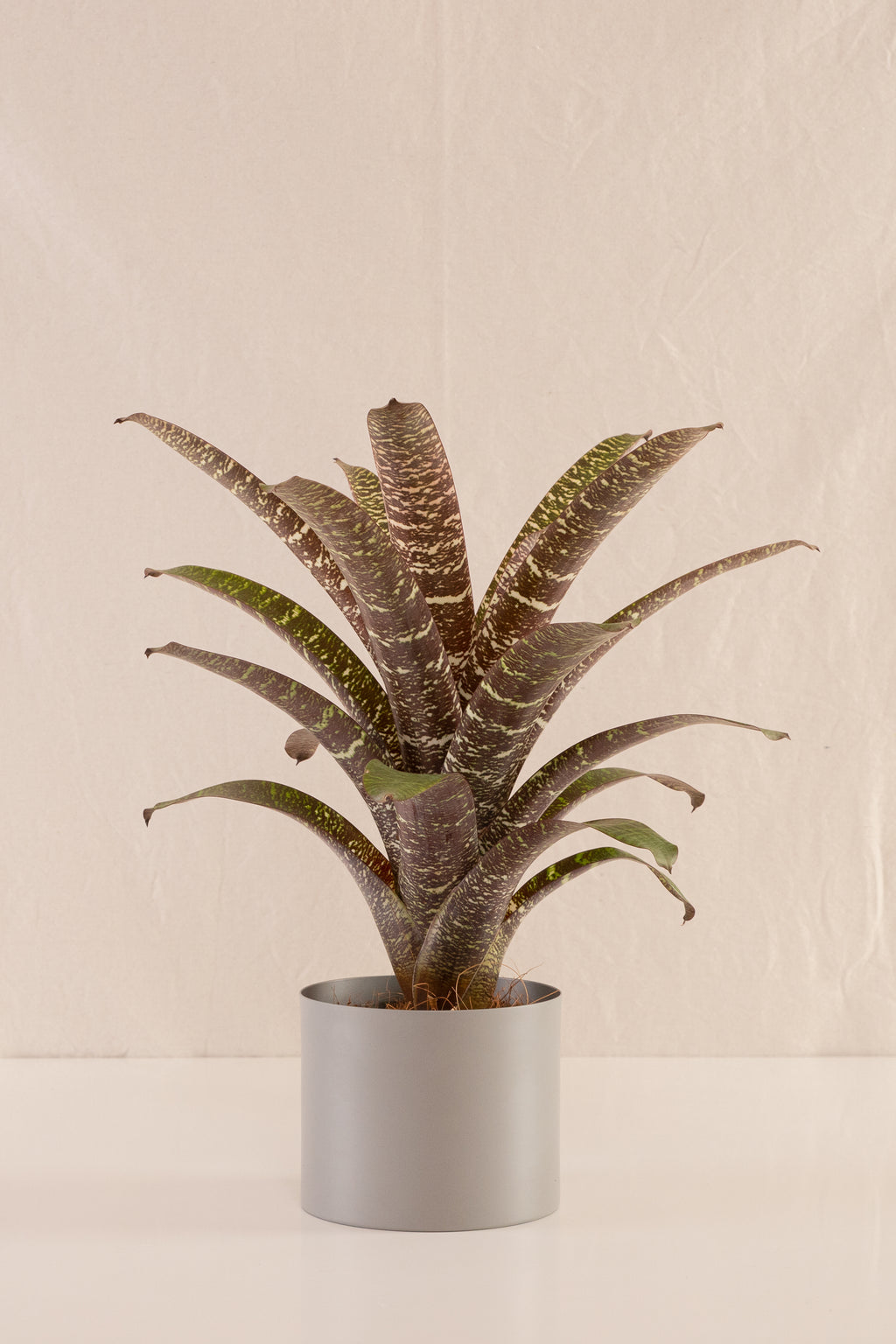 Vriesea Seideliana
