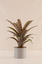 Vriesea Seideliana