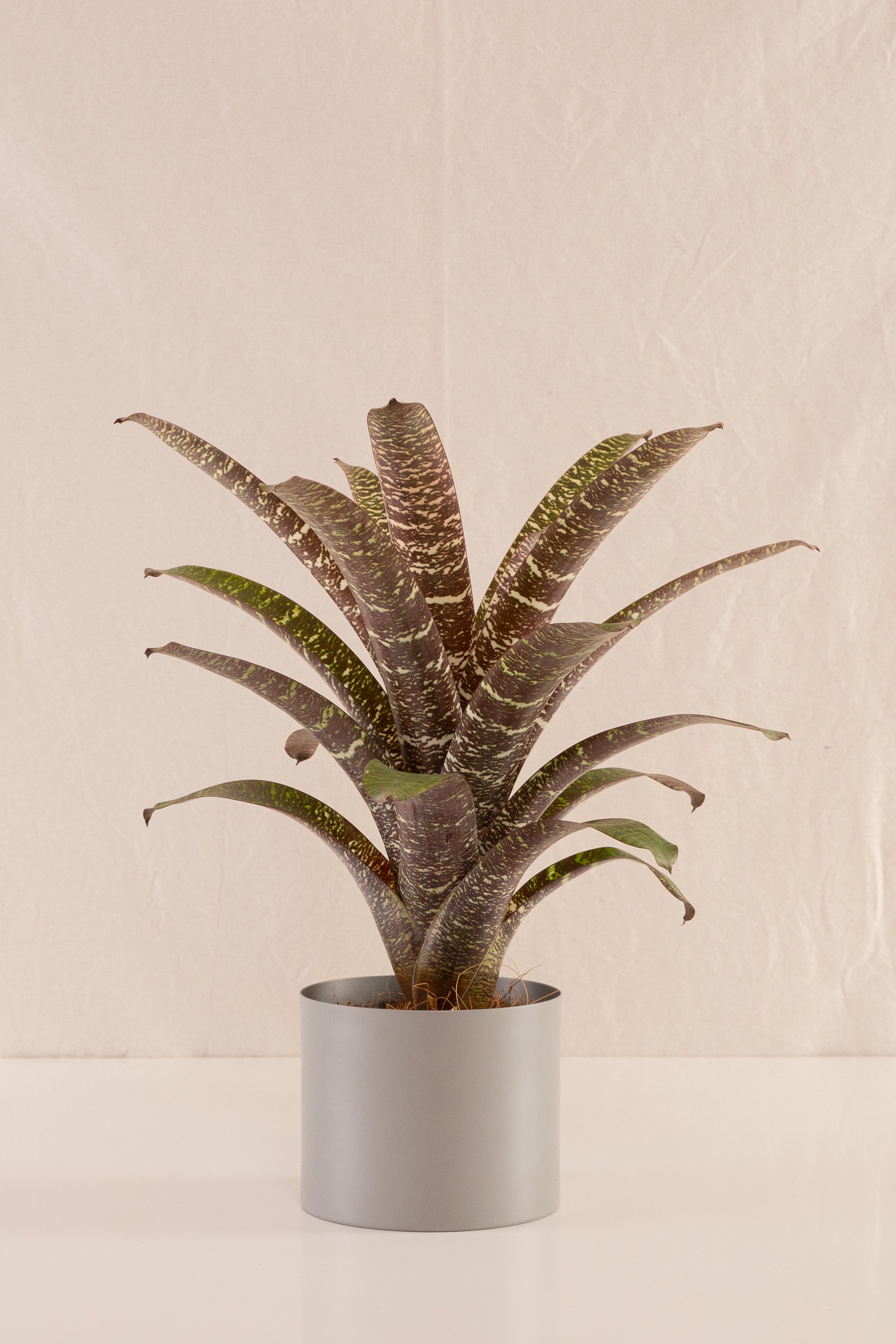 Vriesea Seideliana
