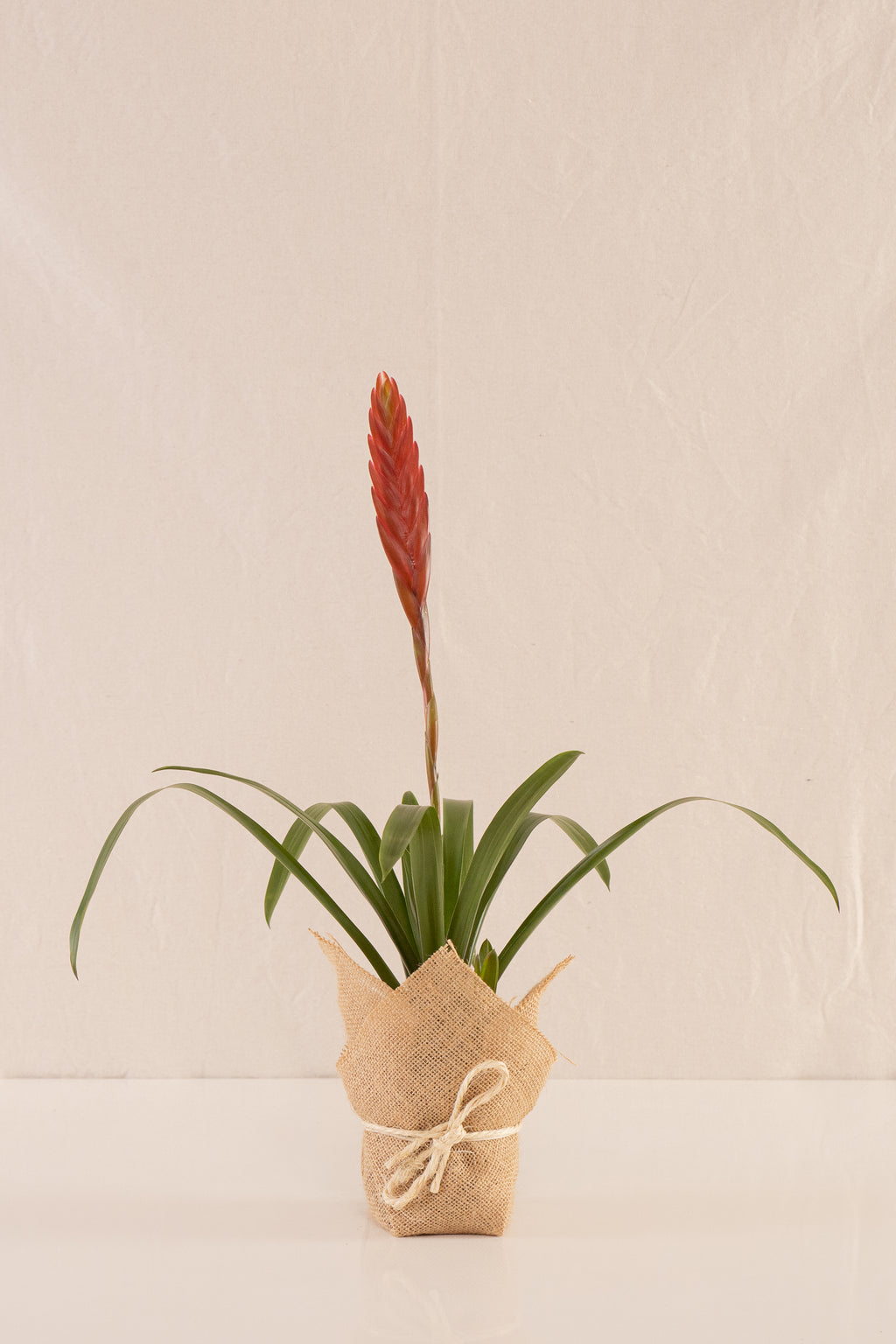 Vriesea Polemaniana
